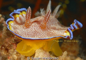 White Spotted Chromadoris by Suzan Meldonian 